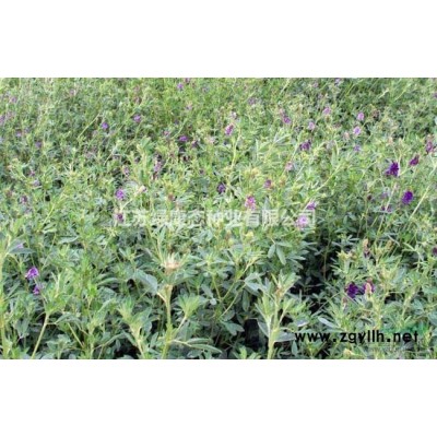 江蘇【綠康態苗木供應】各種綠化苗子，雪松小苗，紅花月季