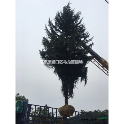 雪松小苗報(bào)價(jià)/江蘇雪松小苗報(bào)價(jià)