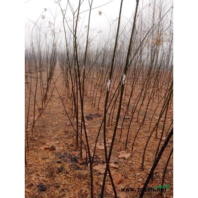 2013綠化苗木推廣 國(guó)槐  法桐  合歡等等苗木