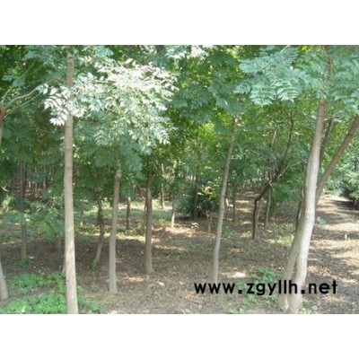 金葉榆、柳樹、欒樹、國(guó)槐、火炬苗