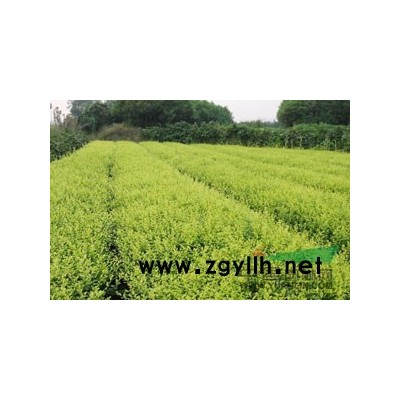 欒樹(shù)3圖片\欒樹(shù)3報(bào)價(jià)