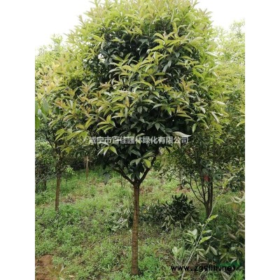 大量低價供應12公分欒樹價格/報價，15公分欒樹價格