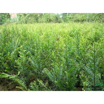 江西九江供應(yīng)大量欒樹種子