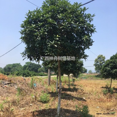 低價甩賣廣西欒樹 欒樹價格 15-40cm