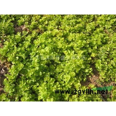 低價供應 金枝國槐 各種規格都有