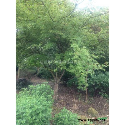 浙江  本周特供苗15公分黃山欒樹