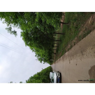 欒樹10-12公分鄭州焦作貨源