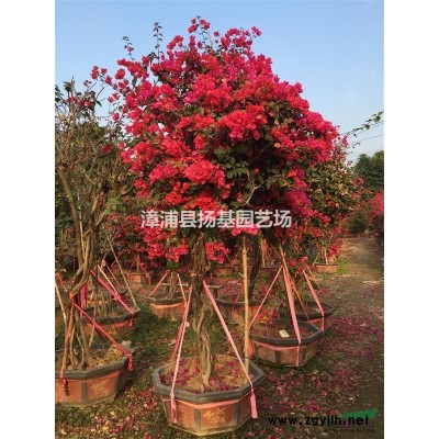 福建漳州供應(yīng)A貨臺灣欒樹