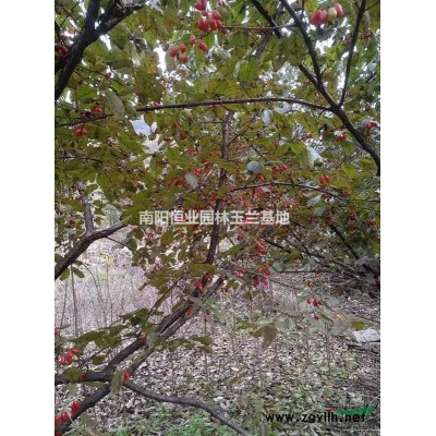 北京欒樹 北欒 欒樹