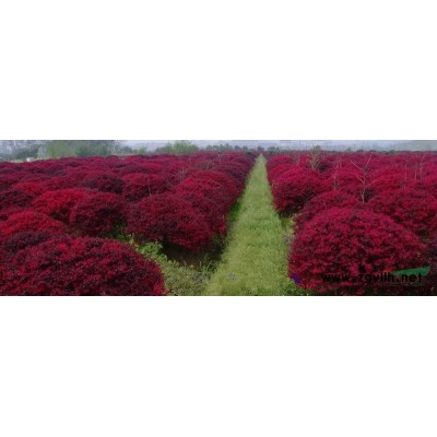 南欒種子、國槐種子、紫荊種子、紫薇種子、紅瑞木種子、紅天竹等