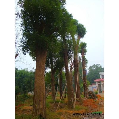 供應(yīng)香樟樹、油茶樹、欏木石楠、欒樹、紅果冬青、無患子