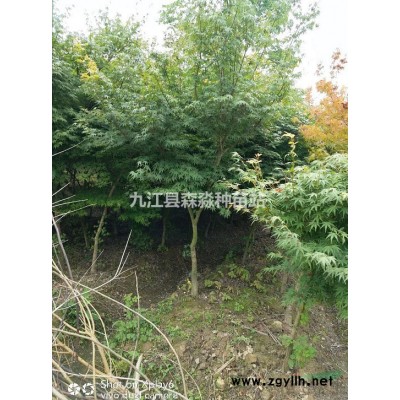 自采雪松種子 國產雪松種子 江西基地雪松種子供應