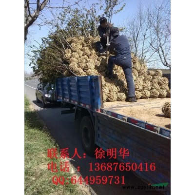  山東青島明華櫻花繁育基地供應 雪松小苗