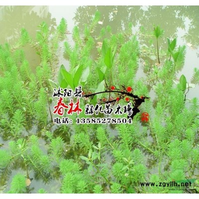 供 欒樹 黃山欒樹 北京欒樹 欒樹苗 欒樹小苗 規格* 電話咨詢