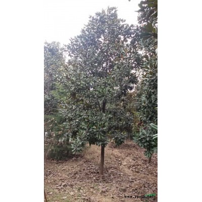 雪松供應(yīng)/雪松圖片