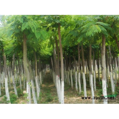 供應(yīng)速生國(guó)槐苗河北速生國(guó)槐苗批發(fā)報(bào)價(jià)-綠韻苗木