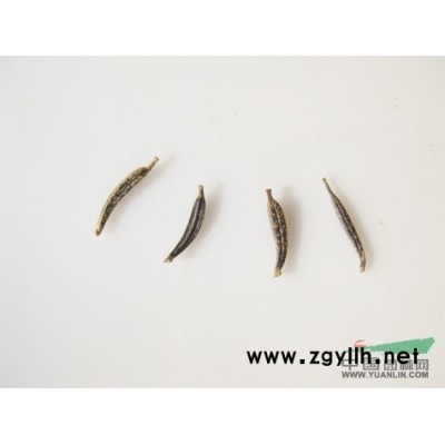 江西白皮松種子介紹