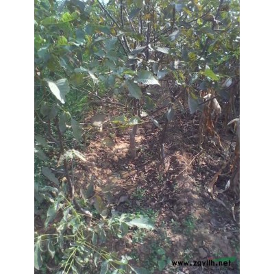 供應白皮松營   絳縣白皮松