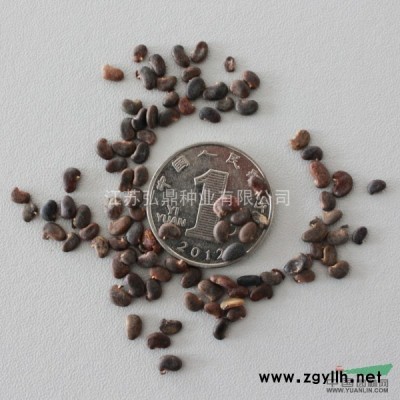 白皮松種子價格出售新采白皮松種子白皮松種子圖片