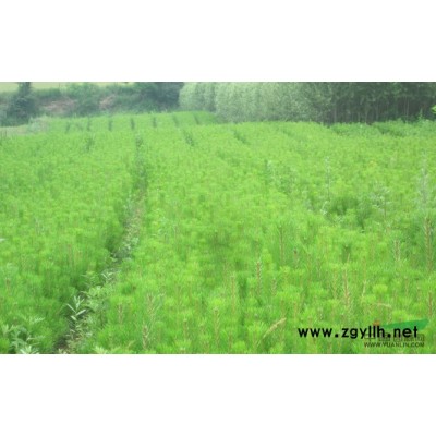 大量出售油松，白皮松，落葉松，白楊樹，柳樹，洋槐；量大從優(yōu)