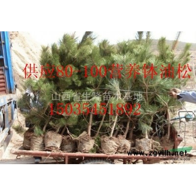 大量供應(yīng)山西油松苗，白皮松，華山松，各種綠化苗木