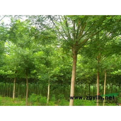 1-5米白皮松 油松 側柏