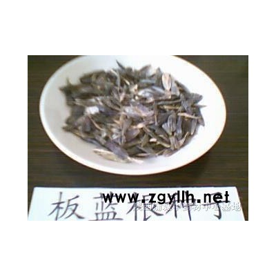 白皮松種子