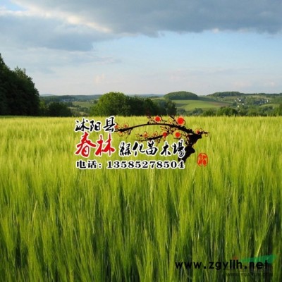 批發國槐小苗 國槐樹苗 國槐 別名槐樹 豆槐 白槐 細葉槐 家槐