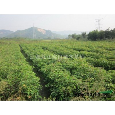 供應(yīng)欒樹小苖