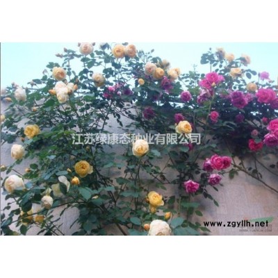 批發供應林木種子 北京欒樹種子 顆粒飽滿 欒樹 品種全 園林