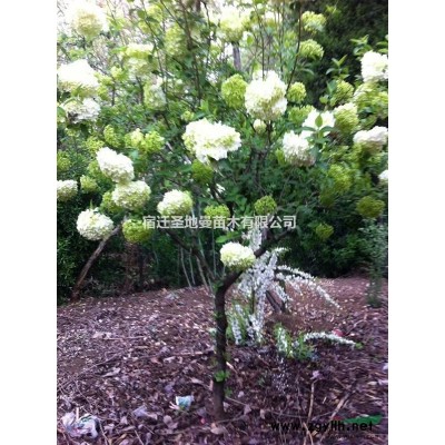 供應核桃樹 核桃苗 欒樹 櫸樹 紅綠梅 白蠟