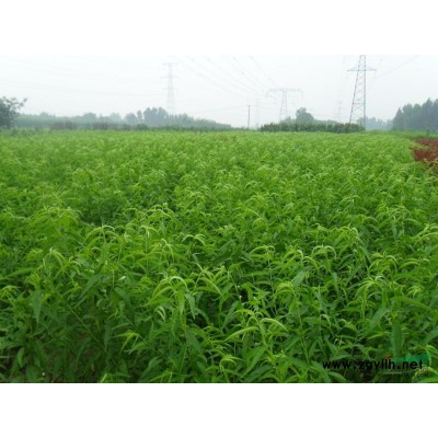 白蠟、國槐、柳樹、海棠