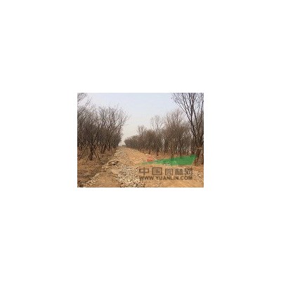 茶條槭 國(guó)槐 五角楓 蒙古櫟 皂角 白樺