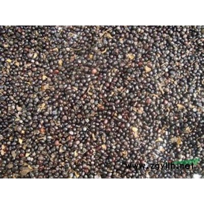 大量供應速生國槐小苗