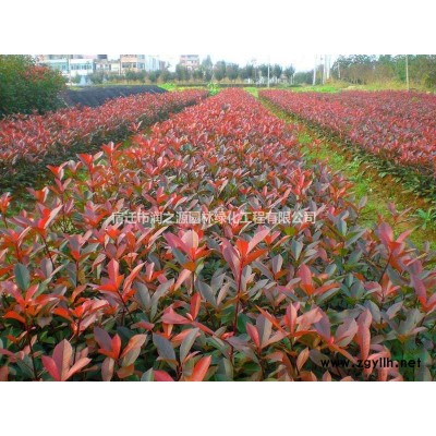 雪松、雪松小苗、雪松價格、圖片