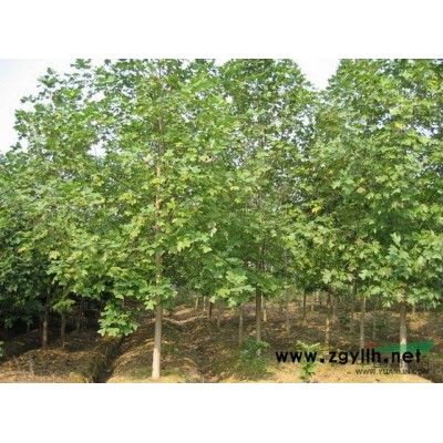 國槐樹苗-國槐種子-垂槐-黃金槐-香花槐-青桐-馬褂木-碧桃