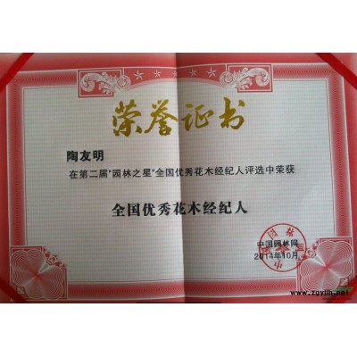 欒樹，南京欒樹小苗，15公分欒樹價(jià)格