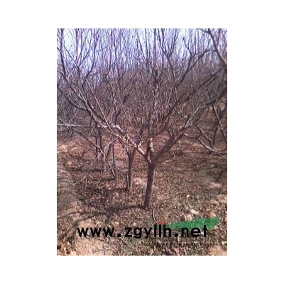 國槐小苗，刺槐小苗，紫葉李小苗