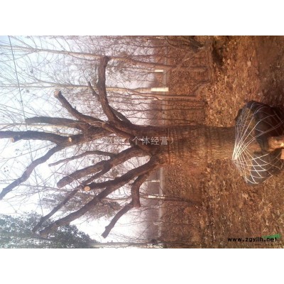 河北滄州廣闊棗樹苗銷售中心銷售供應(yīng)棗樹苗古棗樹國槐