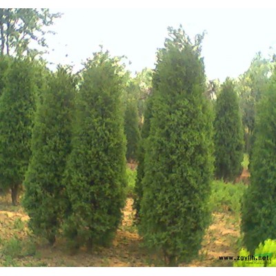 安徽雪松/安徽雪松供應/出售安徽雪松