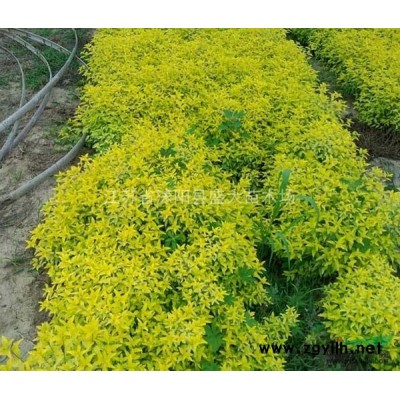 低價供應 欒樹 各種規格都有