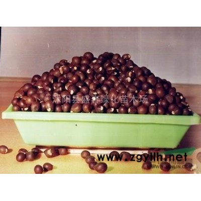 2014盛春種子站低價大量出售 雪松種子 雪松種子價格 雪松