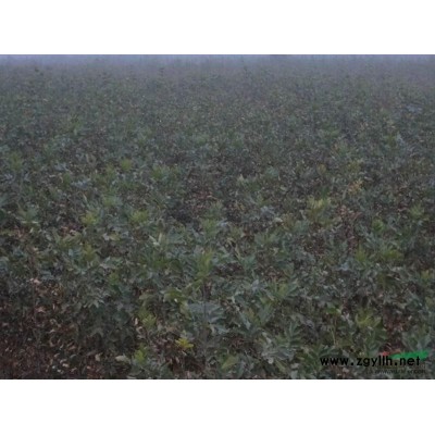 供應(yīng)1-50cm國槐、速生國槐