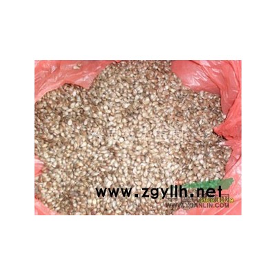 紫穗槐苗//紫葉矮櫻/國槐苗/白蠟苗