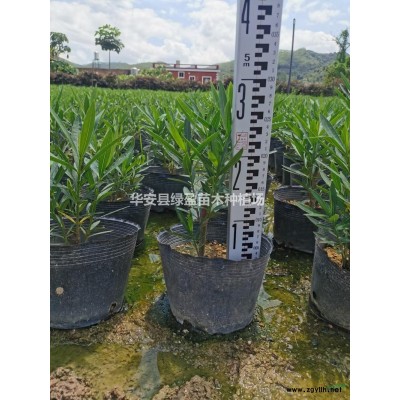 福建10公分臺灣欒樹哪里好/哪家便宜