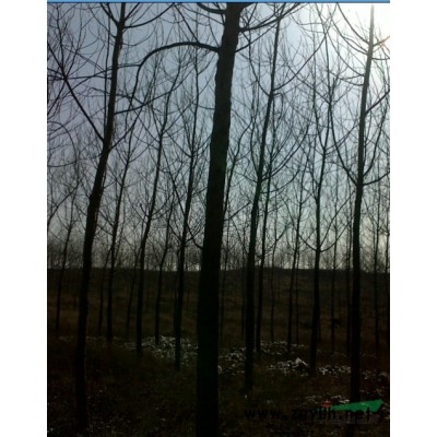 臘梅，黃金槐，美人梅，國槐，紅梅，紫荊，壽星桃，欒樹，合歡