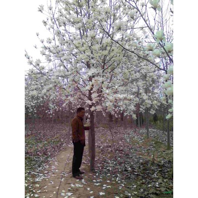 紫葉桃、碧桃、木瓜、國槐、垂槐、黃金槐、垂柳、金絲柳、欒樹、