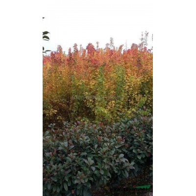 安徽欒樹 南欒哪里好/哪家便宜