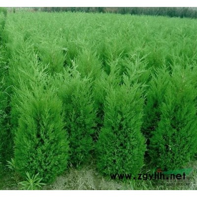 陜西地區大量種植白皮松樹 白皮松苗