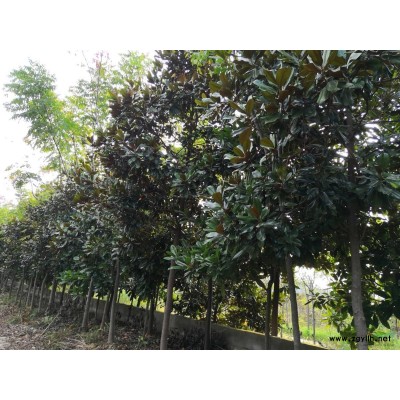 湖北地區欒樹各種規格大量供應處理